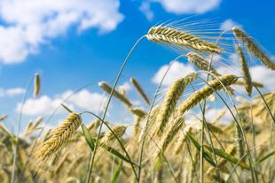 Goldgelbe Roggenstängel wiegen sich auf einem Feld unter einem klaren blauen Himmel.