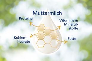 Die Bestandteile der Muttermilch, wobei der Eiweißgehalt, die Vitamine und Mineralstoffe, die Fette und die Bedeutung des Feuchtigkeitsgehalts hervorgehoben werden.