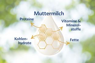 Die Bestandteile der Muttermilch, wobei der Eiweißgehalt, die Vitamine und Mineralstoffe, die Fette und die Bedeutung des Feuchtigkeitsgehalts hervorgehoben werden.