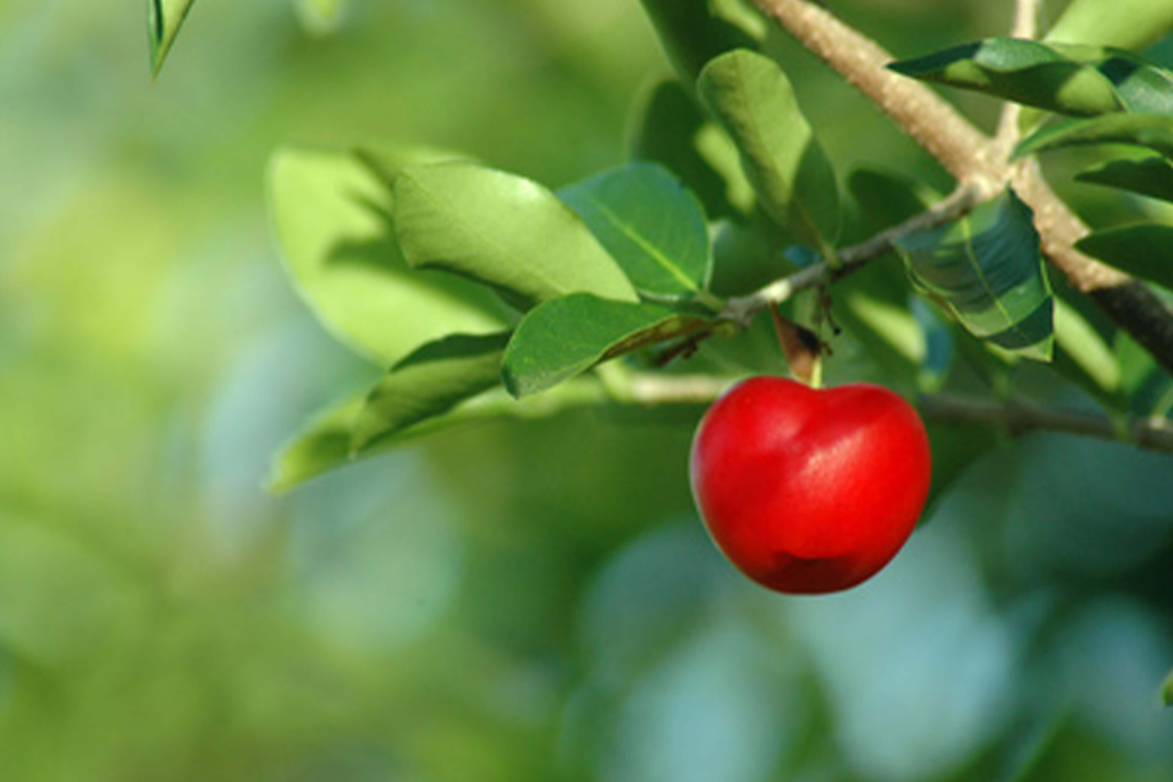 Eine leuchtend rote Frucht hängt an einem Ast, umgeben von grünen Blättern.