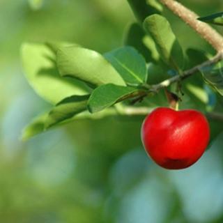 Eine leuchtend rote Frucht hängt an einem Ast, umgeben von grünen Blättern.