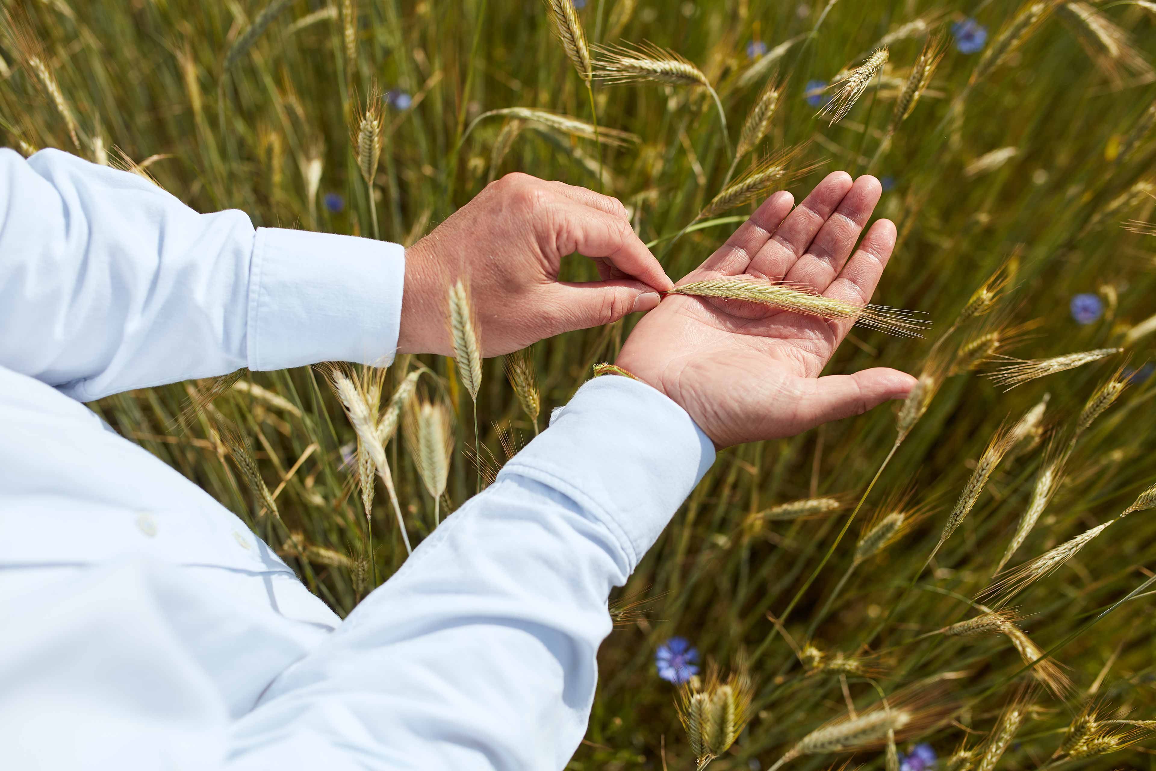 Hände in hellblauem Hemd prüfen eine Getreideähre in einem Bio-Feld als Symbol für HiPP Qualitätsphilosophie.