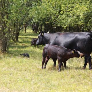 Kuh mit saugendem Kalb auf einer schattigen Weide mit Bäumen – Beispiel für artgerechte, naturnahe Tierhaltung.