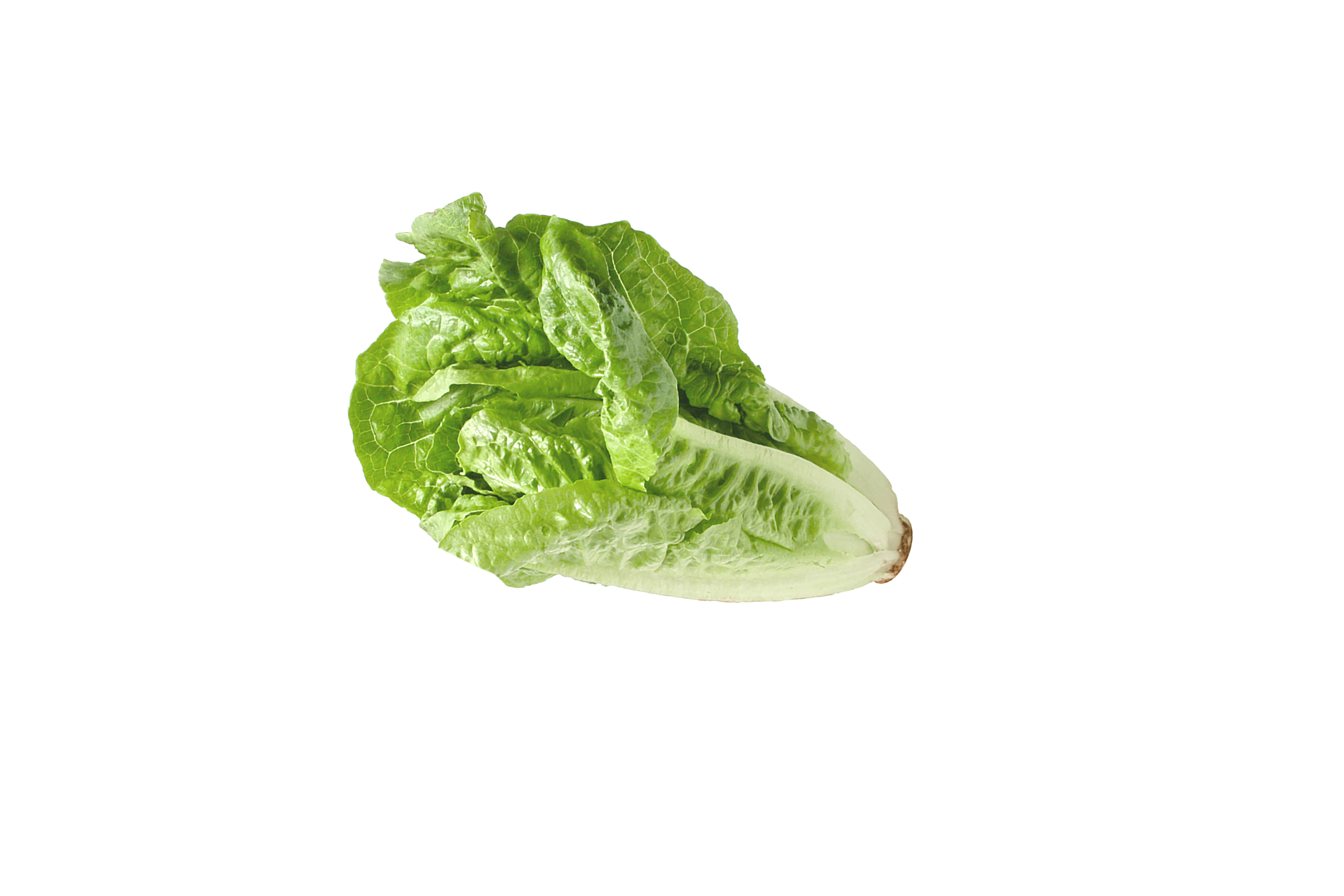 Ein Kopf frischer grüner Salat.