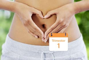 1. trimester