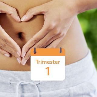 Eine Nahaufnahme des Mittelteils einer Person, wobei die Hände eine Herzform um den Bauchnabel bilden. Neben dem Bild ist ein Kalender zu sehen, auf dem das Datum "Trimester 1" steht.