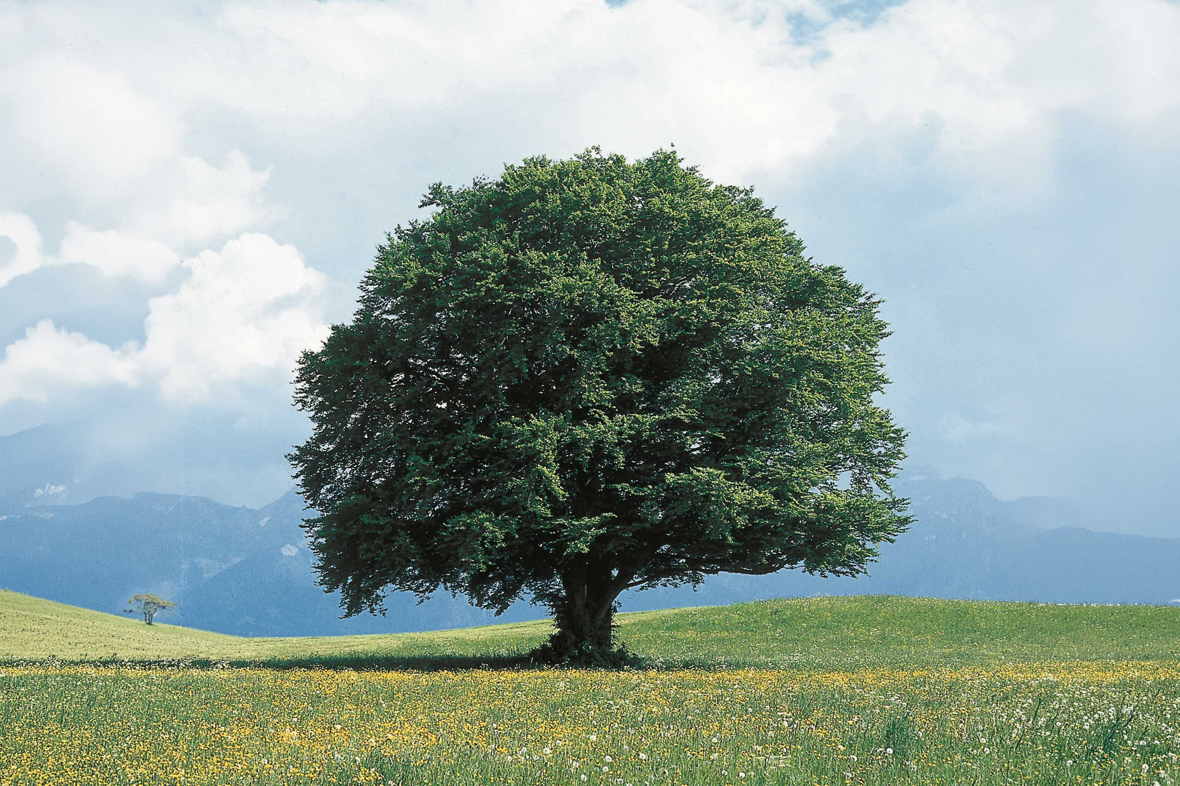 großer Baum auf einer Wiese