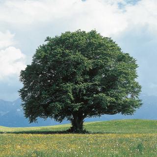 großer Baum auf einer Wiese