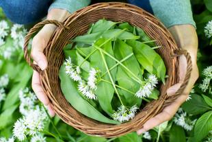 Eine Person hält einen geflochtenen Korb, der mit grünen Blättern und weißen Blüten gefüllt ist, umgeben von einem Feld mit ähnlichen Pflanzen.
