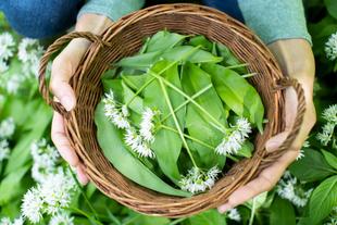 Eine Person hält einen geflochtenen Korb, der mit grünen Blättern und weißen Blüten gefüllt ist, umgeben von einem Feld mit ähnlichen Pflanzen.