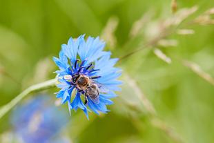 Biene sammelt Nektar auf einer leuchtend blauen Blüte vor unscharfem grünen Hintergrund – Symbol für lebendige Bio-Artenvielfalt.