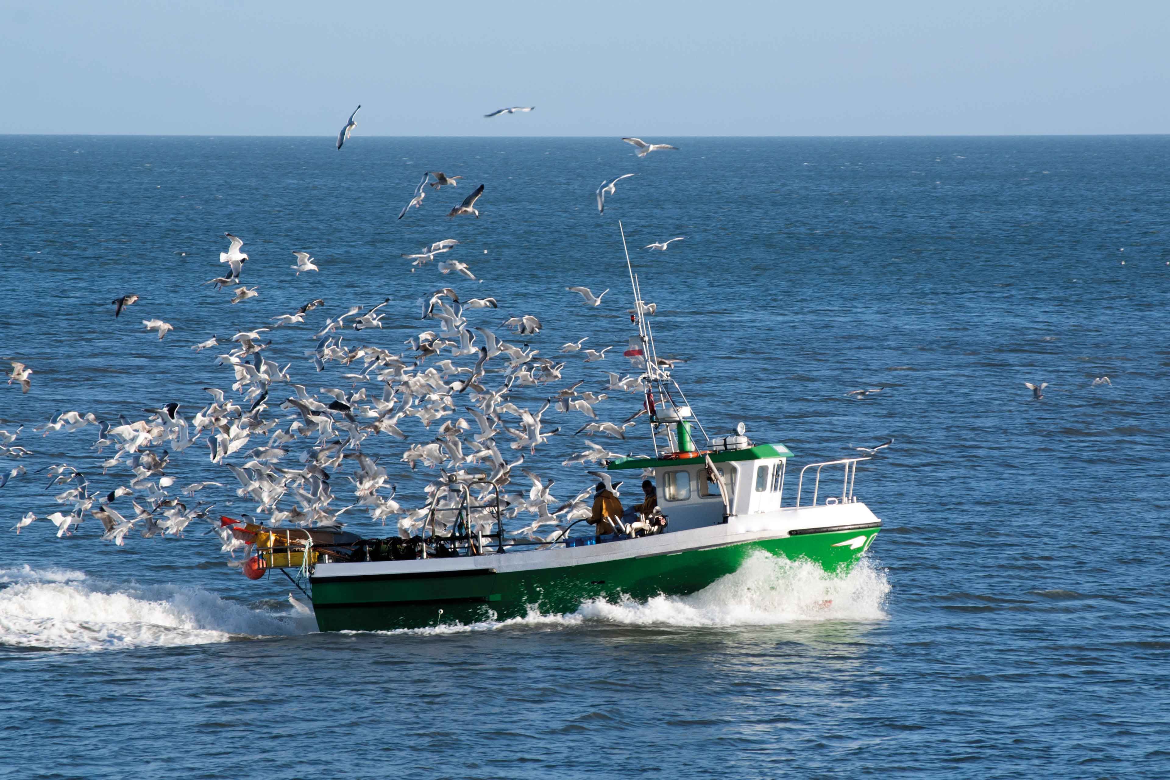 Fischerboot auf offener See, umgeben von vielen Möwen, symbolisiert nachhaltigen, schonenden Fischfang für HiPP Produkte