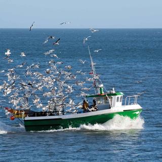 Fischerboot auf offener See, umgeben von vielen Möwen, symbolisiert nachhaltigen, schonenden Fischfang für HiPP Produkte