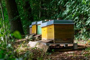 Eine Reihe von Bienenstöcken inmitten von Grün, mit einer Kulisse aus dichtem Laub.
