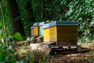 Eine Reihe von Bienenstöcken inmitten von Grün, mit einer Kulisse aus dichtem Laub.