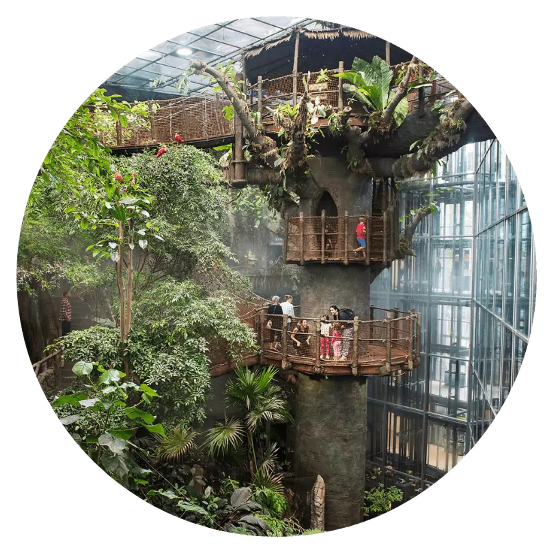 Grönskande inomhusregnskog med höga träd och träplattformar där människor rör sig och tittar på omgivningen. Glashuset släpper in ljus och skapar en luftig miljö.