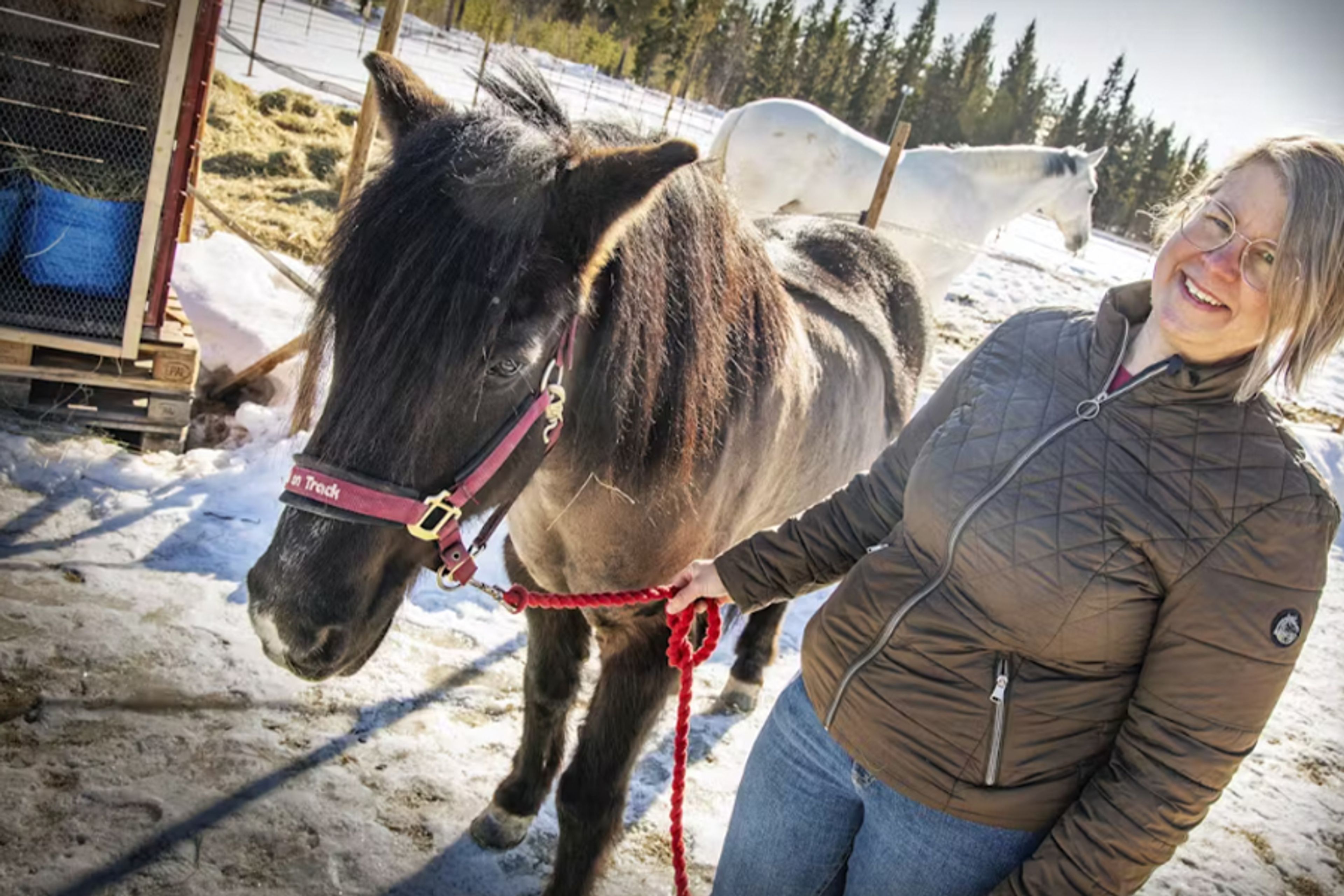 En kvinna i vinterjacka håller i tömmarna på en svart häst med röd grimma, medan en vit häst syns i bakgrunden på en solig vinterhage.