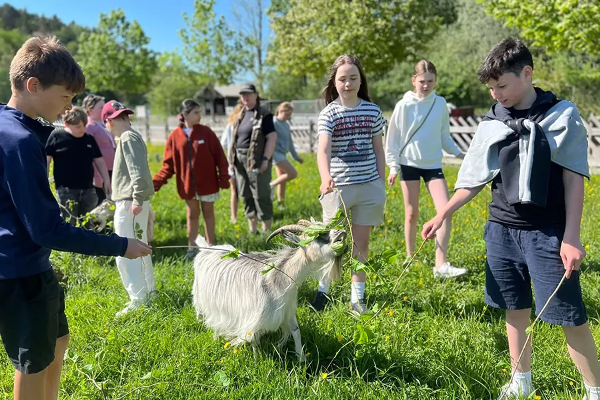Barn står ute på grön äng och matar en vit get med kvistar. Solen skiner och träden i bakgrunden är frodiga.