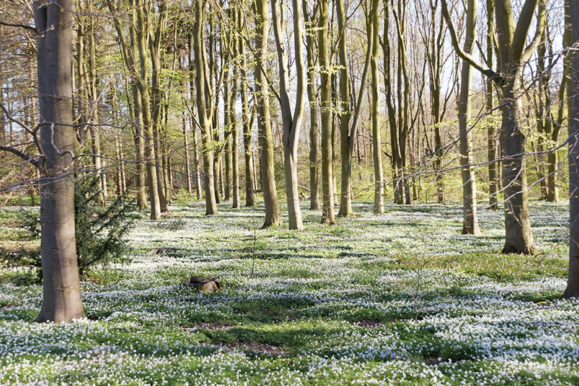 Ett ljust skogsområde där marken är täckt av vita vitsippor mellan höga, smala träd. Solens strålar lyser igenom de tunna lövverken.