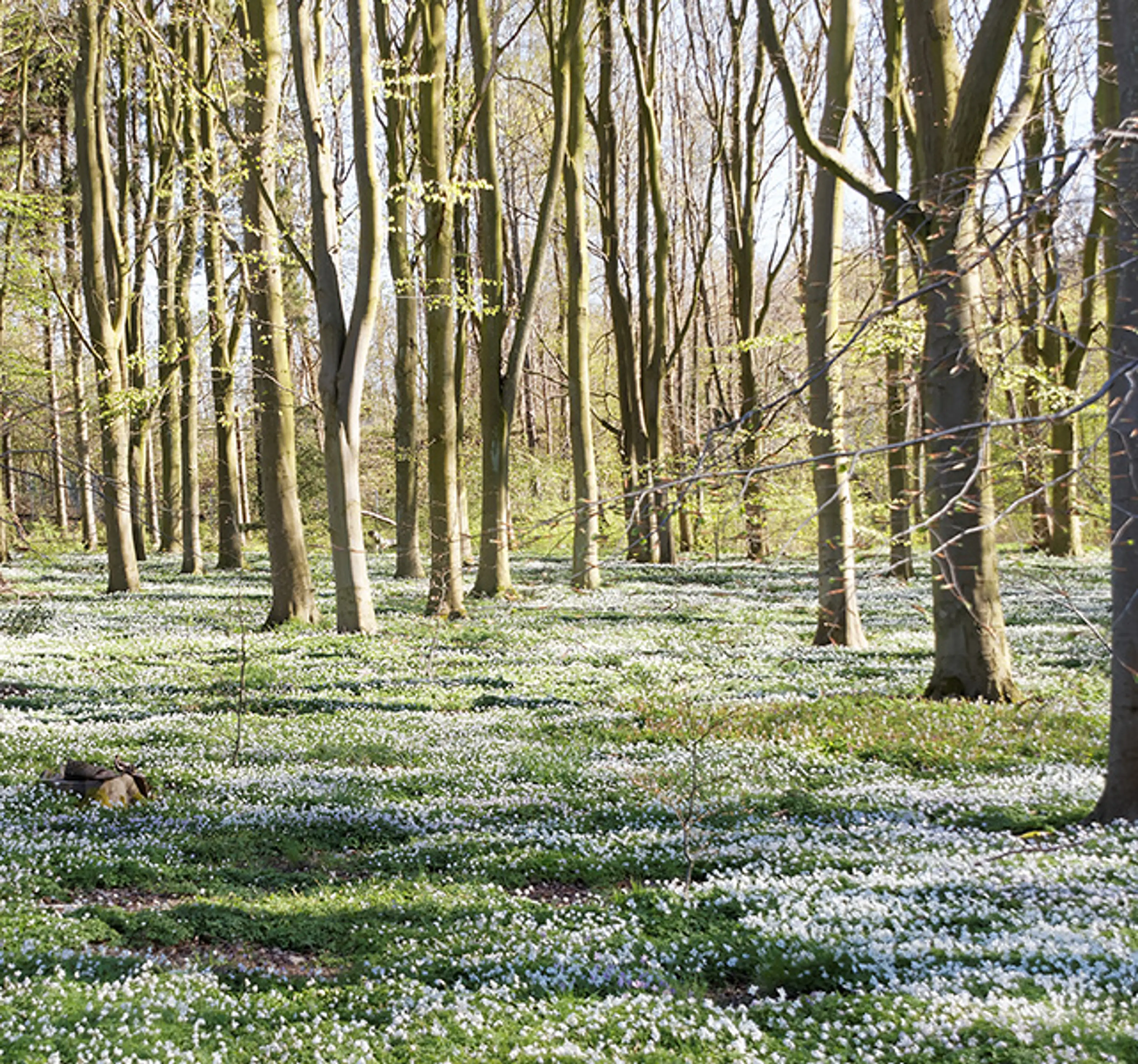 Ett ljust skogsområde där marken är täckt av vita vitsippor mellan höga, smala träd. Solens strålar lyser igenom de tunna lövverken.