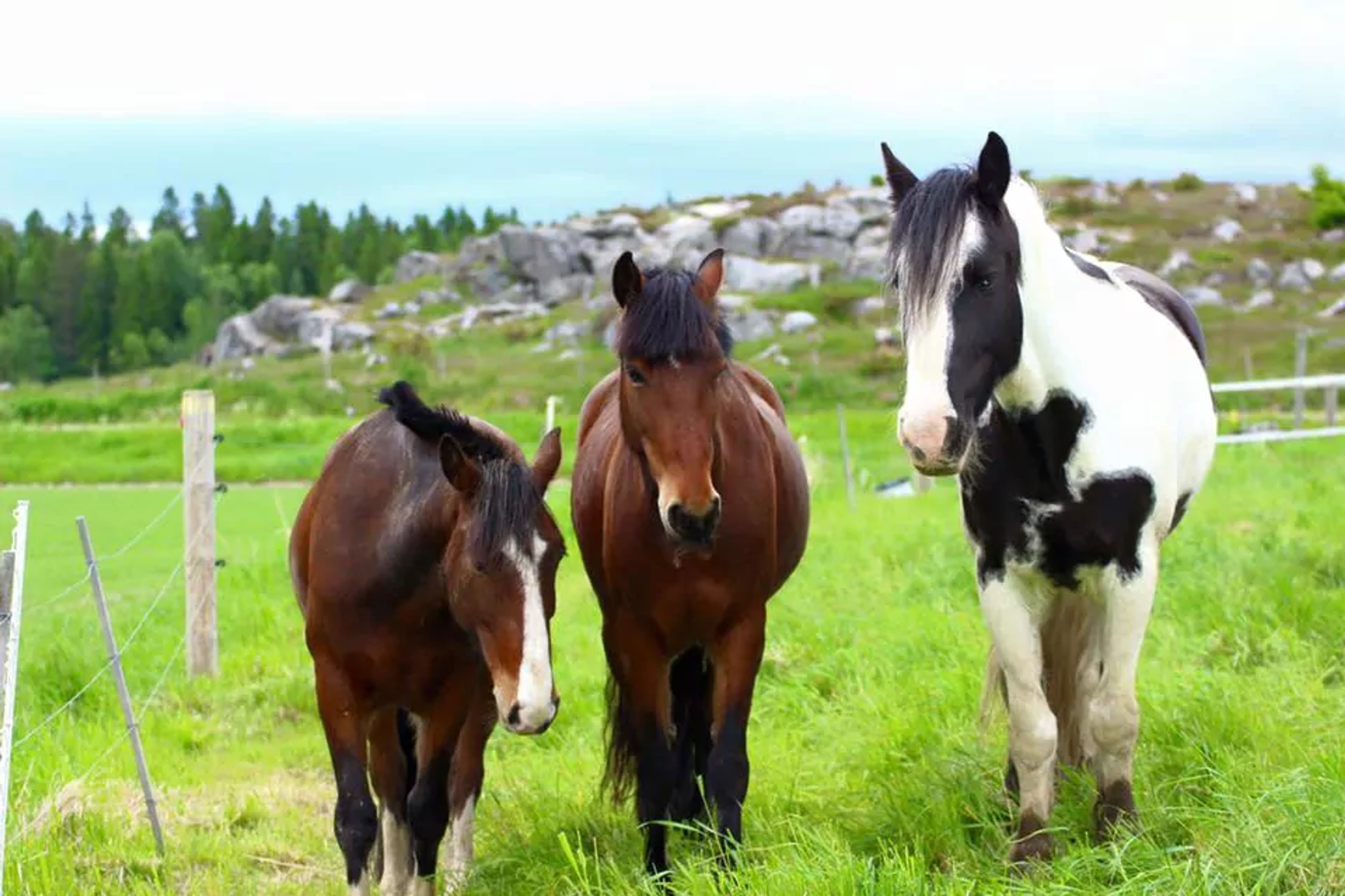 Tre hästar i olika färger står tillsammans i en grön hage med stengärdsgårdar och skog i bakgrunden.