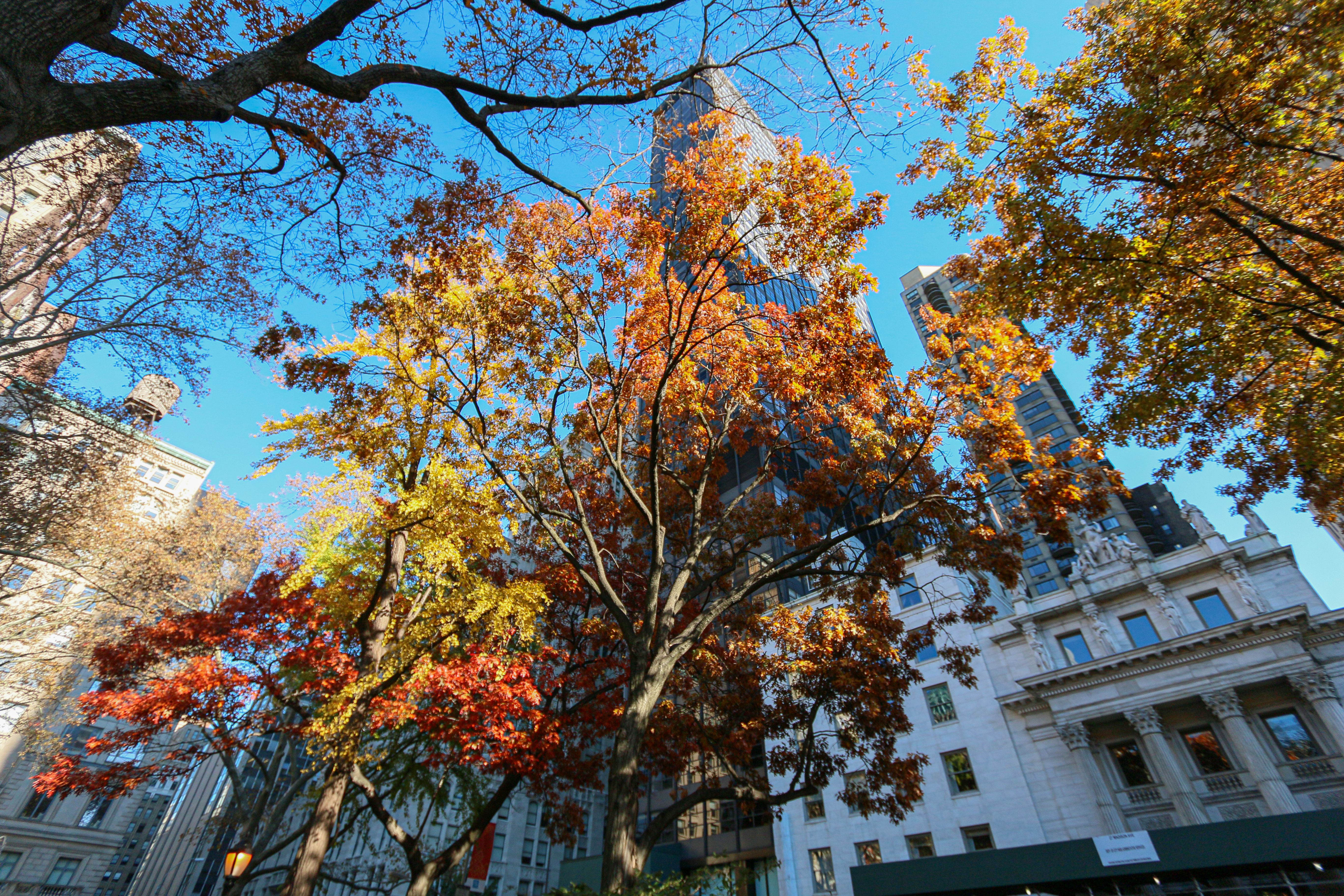 Autumn Colors, Midtown