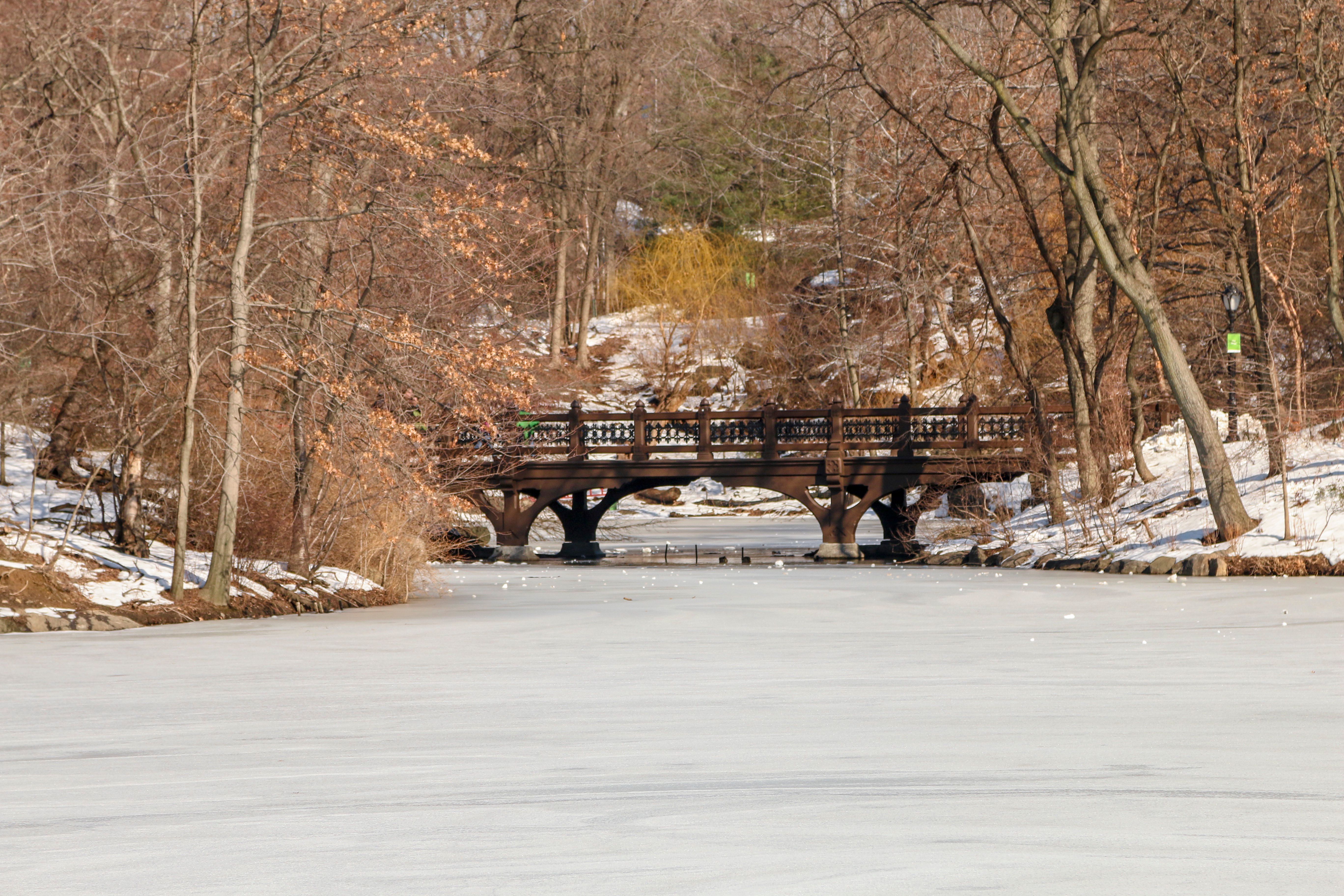 Winter Stillness, Central Park