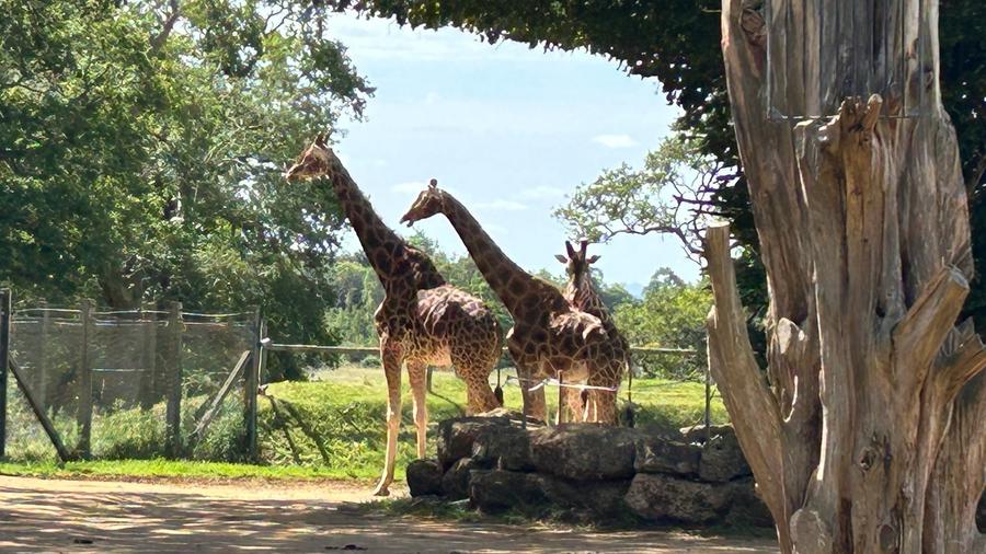 Pair of Giraffe