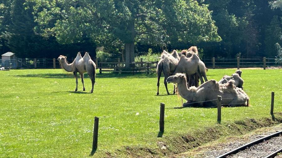 Camels sun bathing 