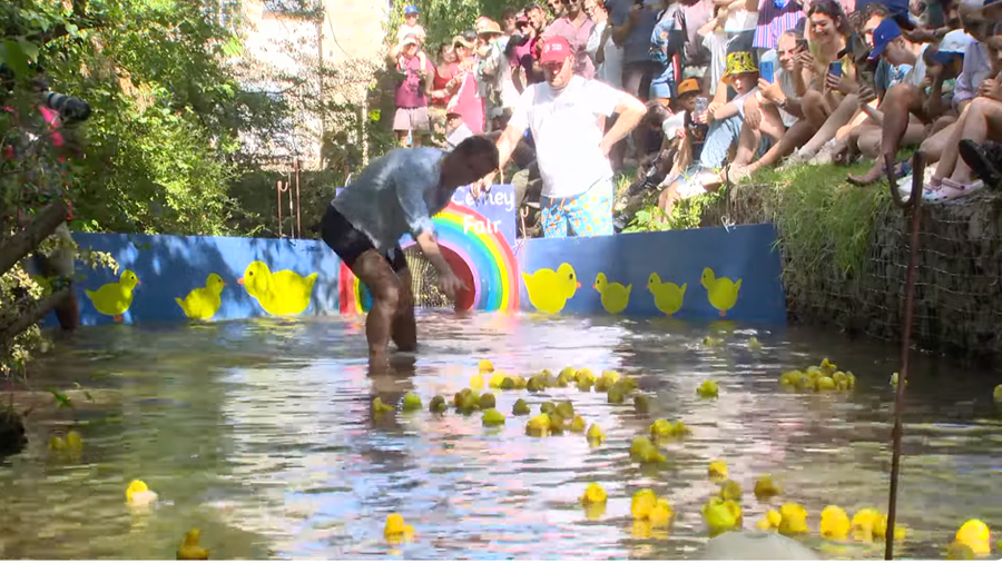 Ducks approaching the finishing line