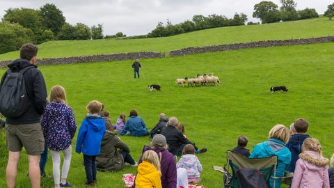Sheep Fest on the Farm