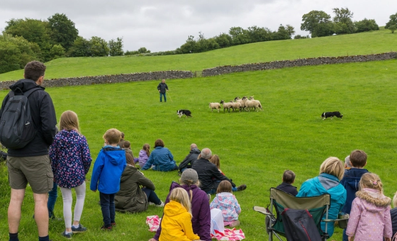 Sheep Fest on the Farm