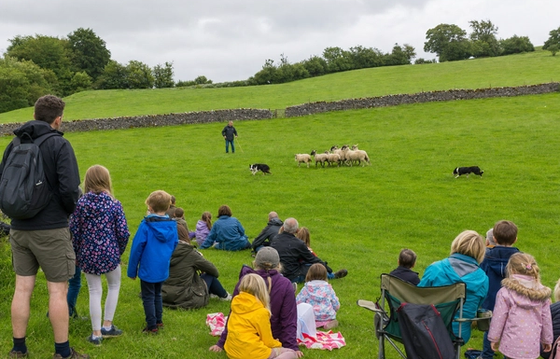 Sheep Fest on the Farm