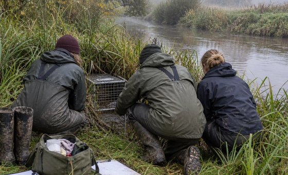 Water Vole Ecology, Mitigation and Live-Capture Techniques