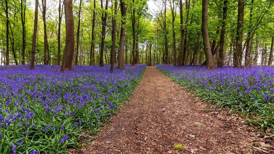 Bluebells