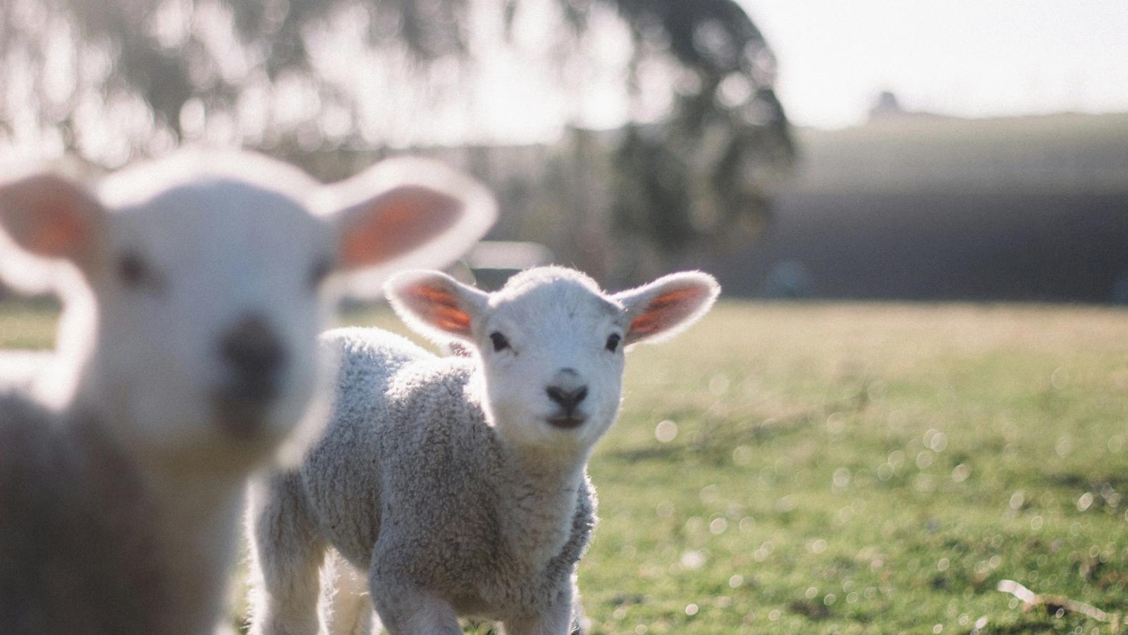 Live Lambing On The Farm