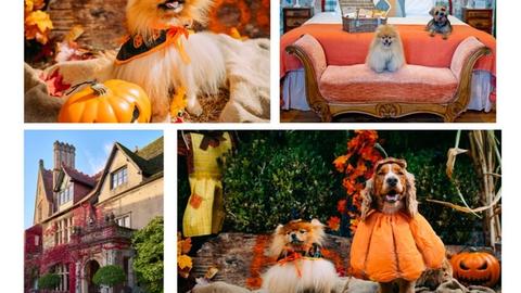 Howl-oween: Halloween Dog Show in Malmesbury