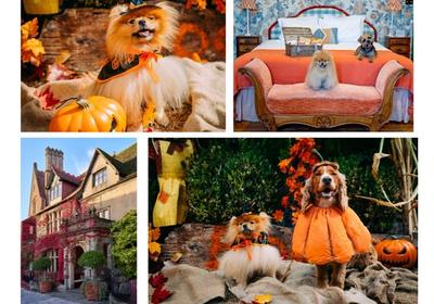 Howl-oween: Halloween Dog Show in Malmesbury