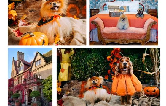 Howl-oween: Halloween Dog Show in Malmesbury