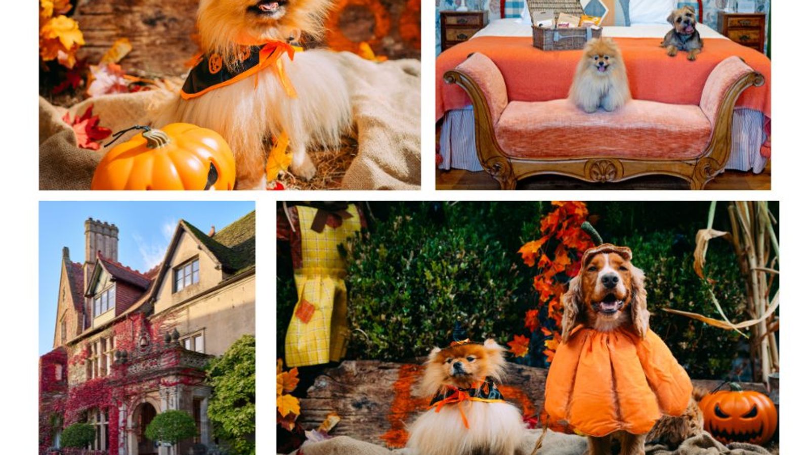 Howl-oween: Halloween Dog Show in Malmesbury