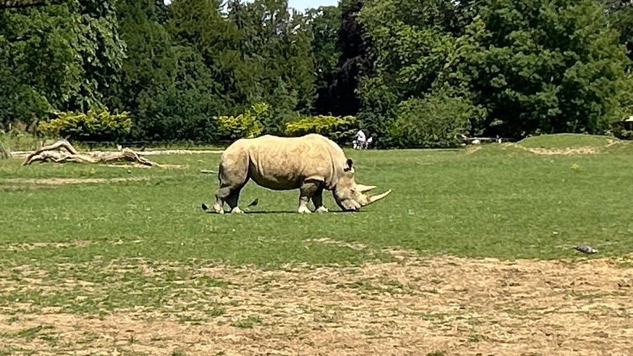 Rhino in the sun