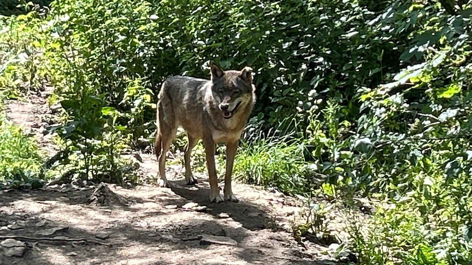 Cotswold Wildlife Park