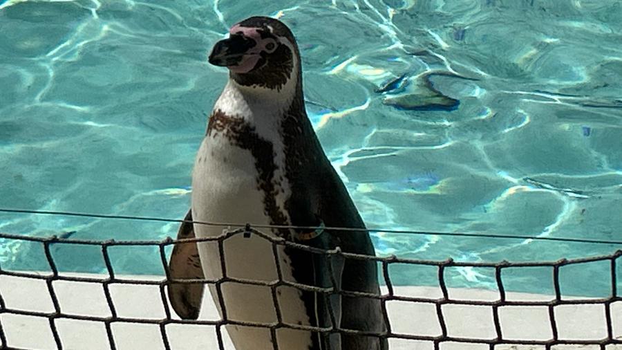 Penguin posing for the camera