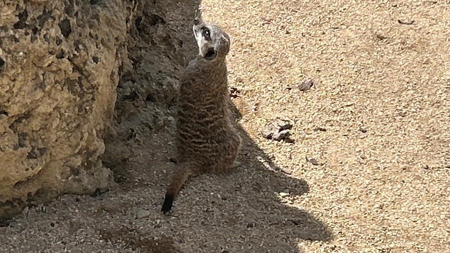 Meerkat Keeping a look out