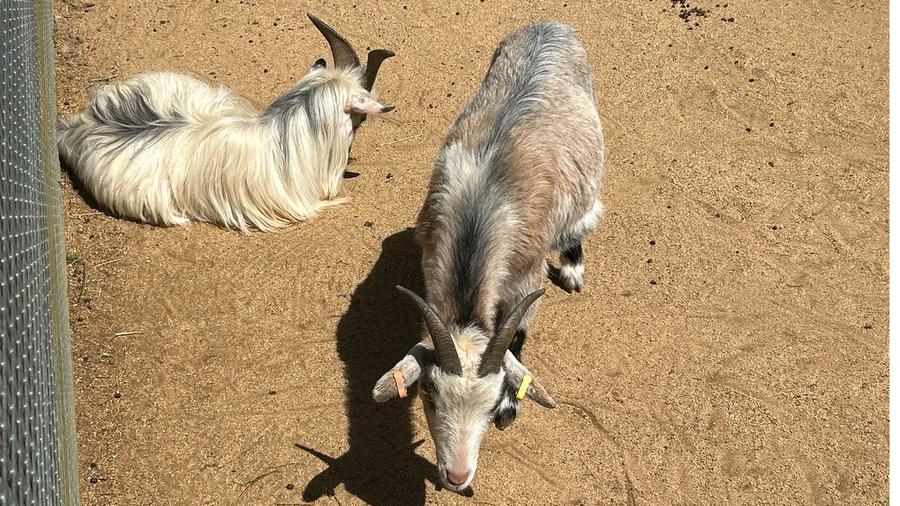 Goats in the petting area