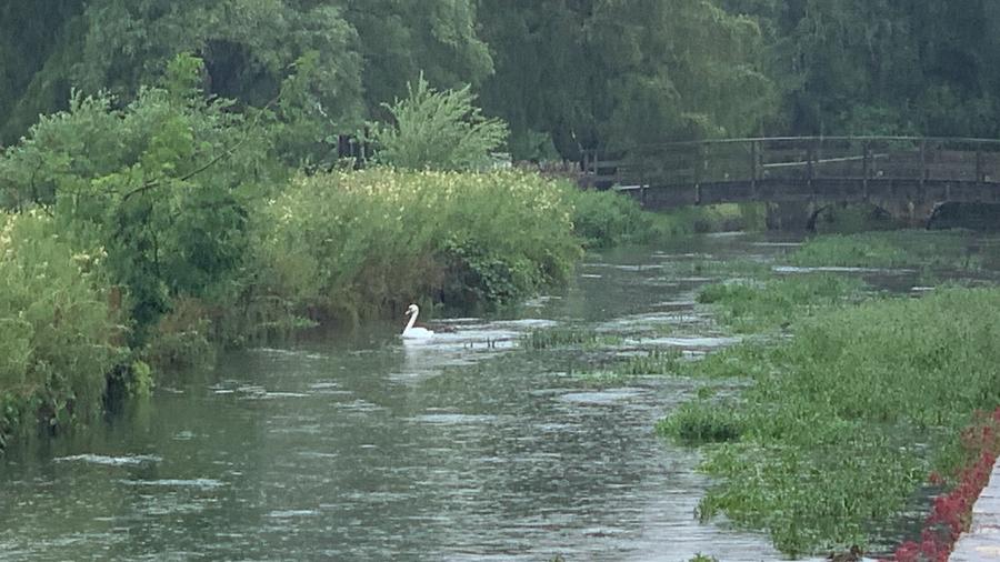 Swan swimming in the River Coln in Bibury on a rainy day, with a small bridge and trees in the background