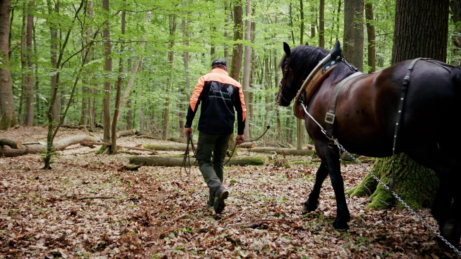Forstservice Taunus GmbH | Imagefilm – Bild 7