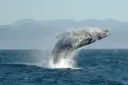 Crypto Whales: The Players Who Move the Market With a Single Transfer