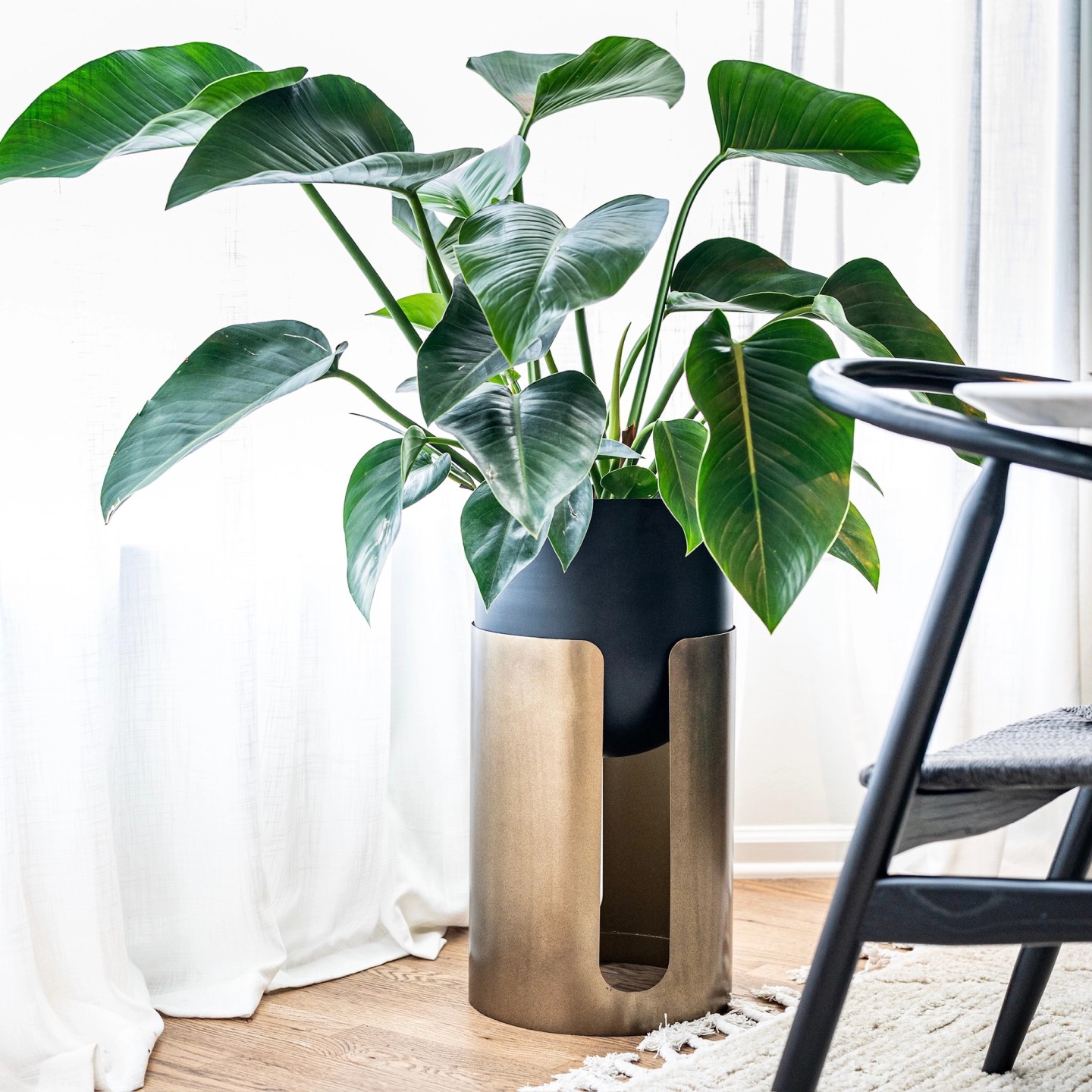 POSH square plant in gold pot close-up