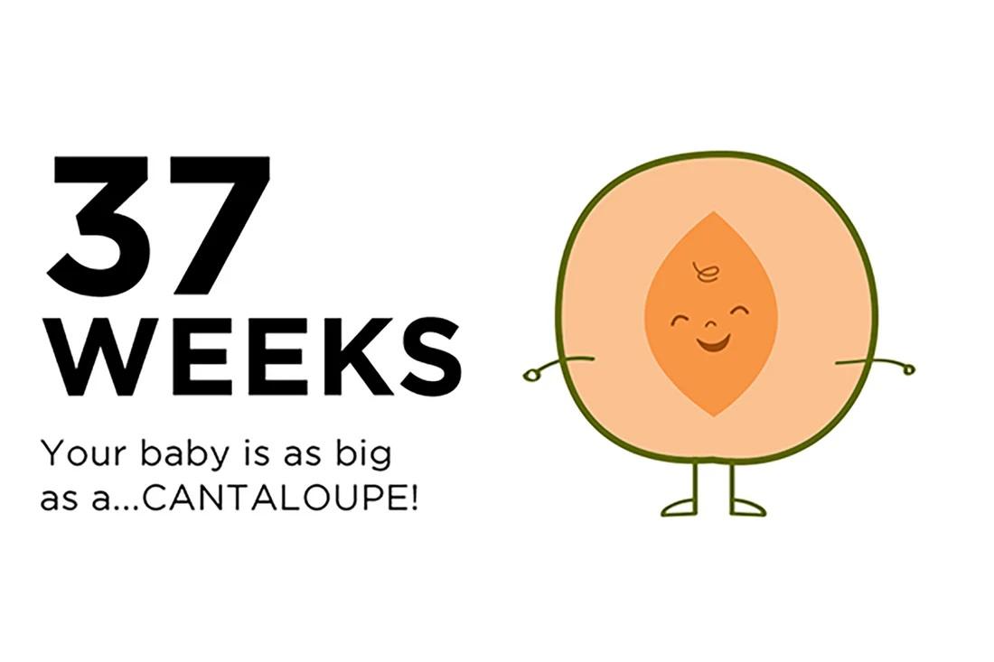 An illustration of a cantaloupe to illustrate the size of a baby at 37 weeks pregnant